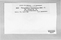 Phragmidium americanum image